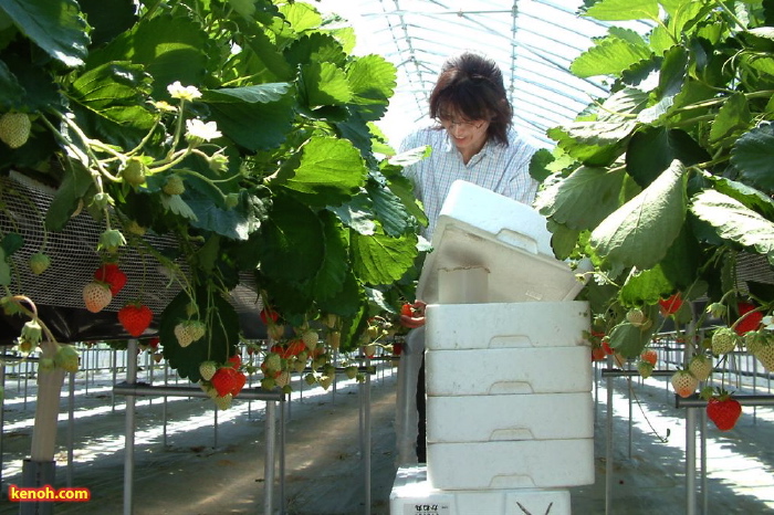 三条市上須頃の「でんでん虫農園」のハウスのイチゴ