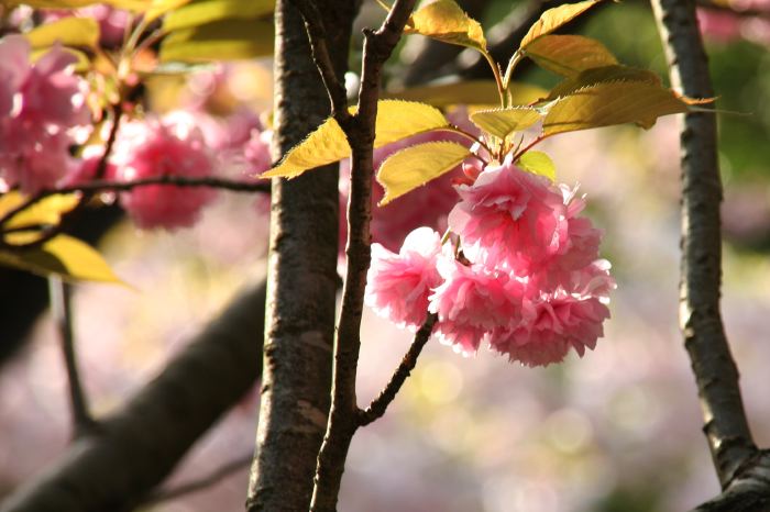 弥彦公園テニスコート脇のヤエザクラ