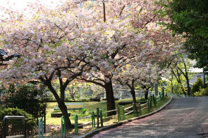 弥彦公園、浅尾池そばのヤエザクラ