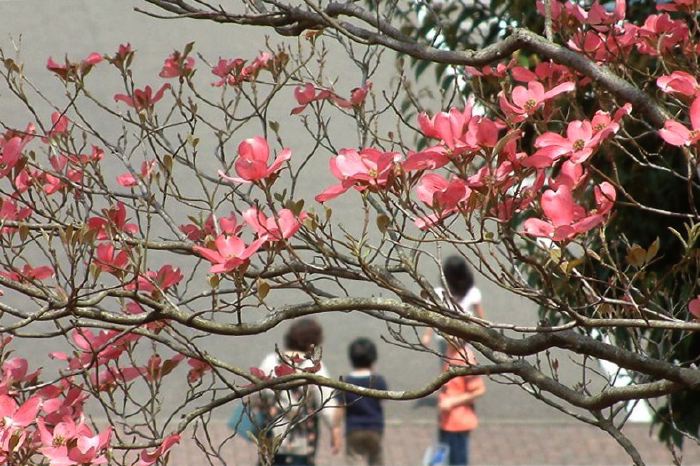 三条市保内公園・ハナミズキ