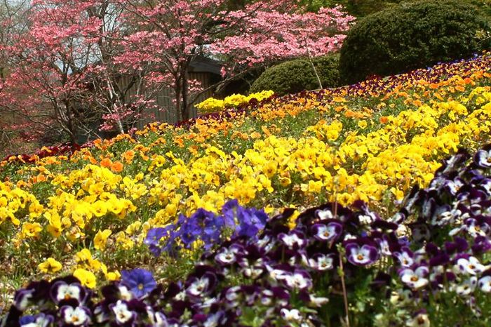 三条市保内公園・咲き乱れる色とりどりの花