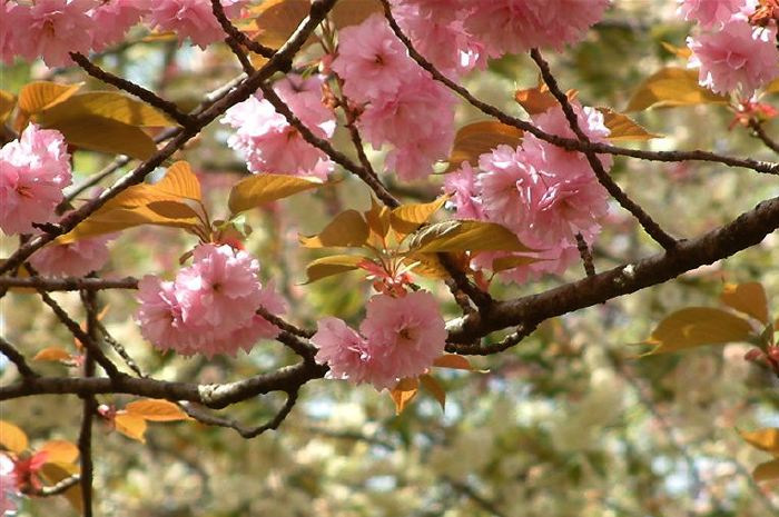 三条市保内公園・ウコンザクラとボタンザクラ