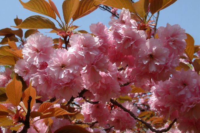 三条市保内公園・ボタンザクラ