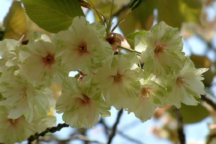 三条市保内公園・ウコンザクラ