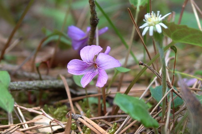 三条市保内公園・薄紫のマキノスミレの花