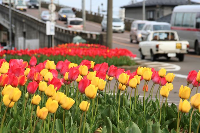 燕市吉田地区の吉田跨線橋西詰め交差点の花壇に咲くチューリップ