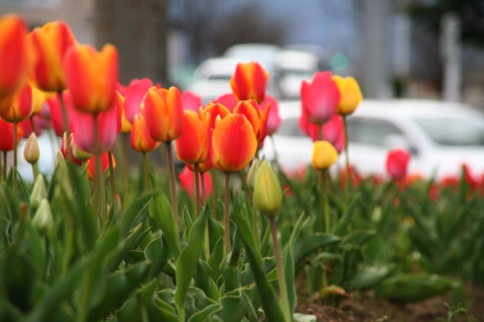 燕市吉田地区の吉田跨線橋西詰め交差点の花壇に咲くチューリップ