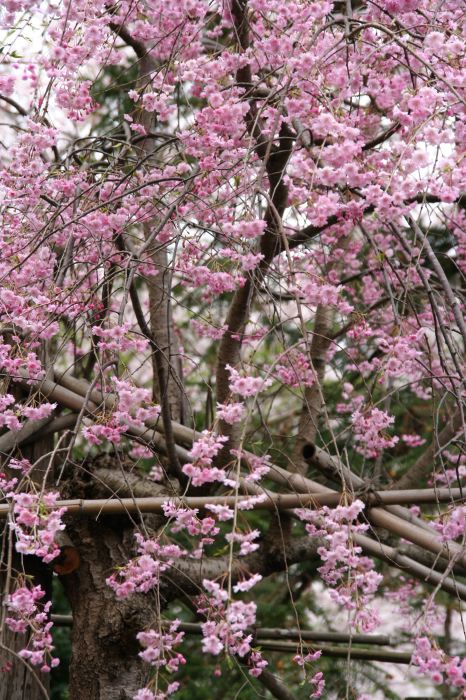 弥彦神社桜苑の楊貴妃