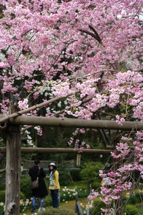 弥彦神社桜苑の八重紅枝垂れ