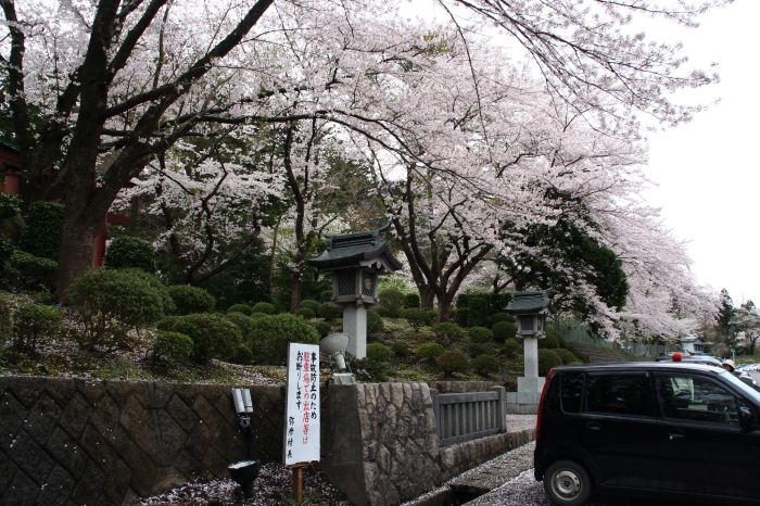 弥彦神社東側駐車場のサクラ