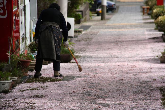 弥彦・停車場通りの歩道は、文字通りはいてすてるほどの花びら