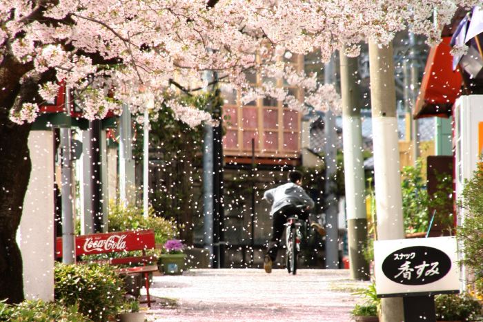 弥彦・停車場通りの息をのむほどの大量に花びらを降らせる花吹雪