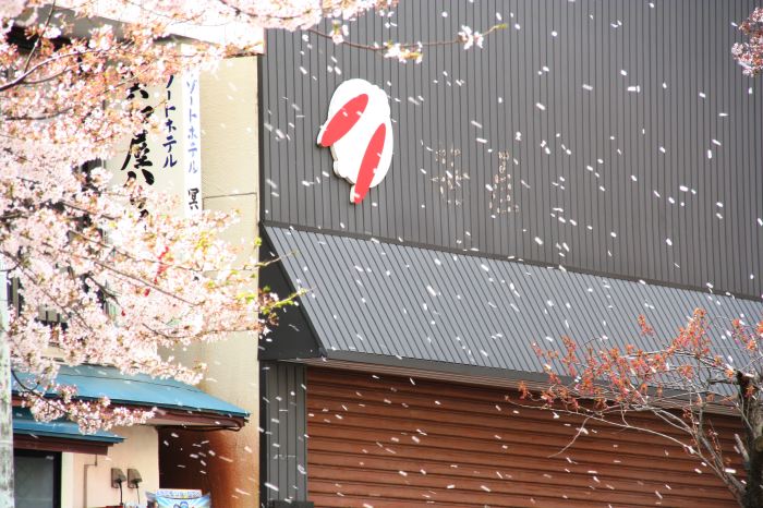 まるで雪のような花吹雪