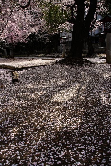 弥彦・外苑坂通りの地面に舞い降りたサクラ