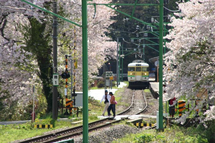 JR弥彦駅で出発を待つ電車とサクラ