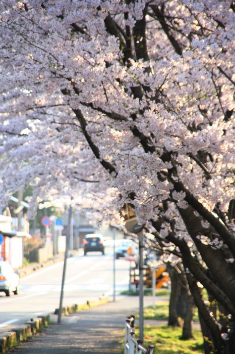 燕市井土巻のサクラ並木