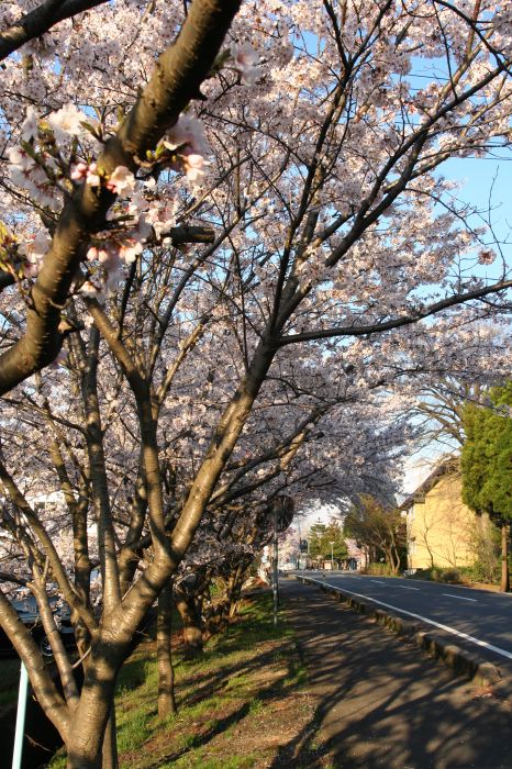 燕市井土巻のサクラ並木