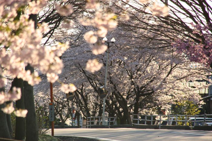 燕市井土巻のサクラ並木