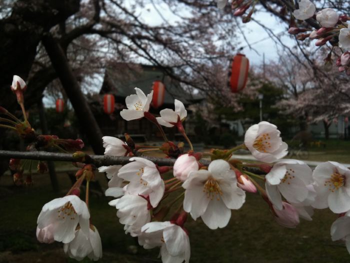 燕市・金山神社のサクラ