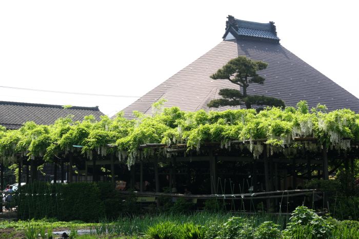 燕市・安了寺の「八王寺の白藤」