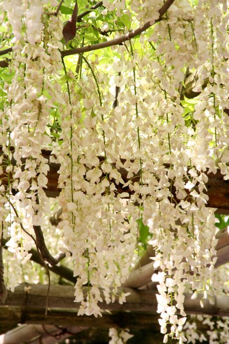 燕市・安了寺の「八王寺の白藤」