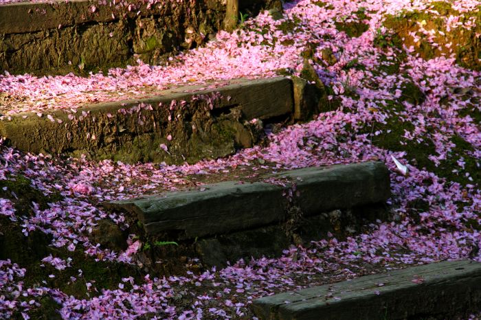 弥彦公園の階段にサクラの花びらの吹きだまり