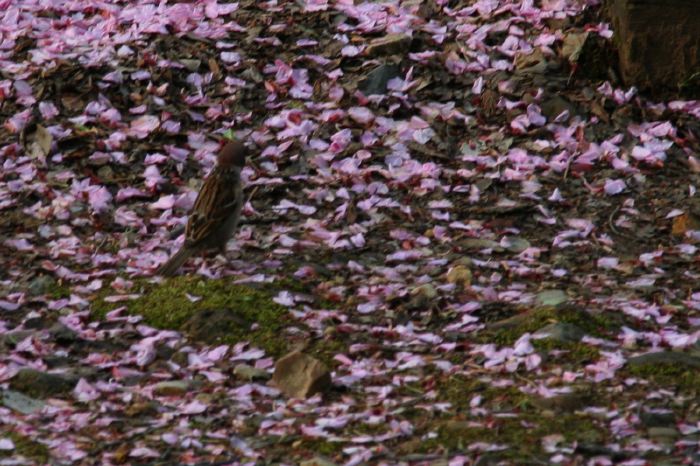 弥彦公園のサクラの花びらとスズメ