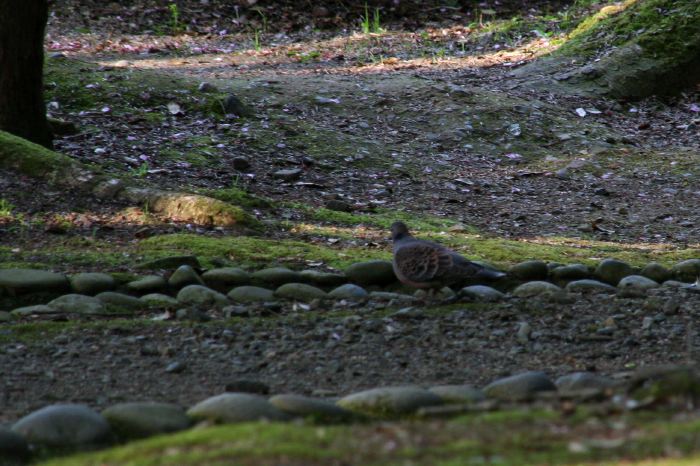 弥彦公園のヤマバト