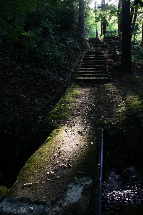 弥彦公園の山道