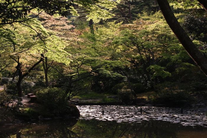 弥彦公園もみじ谷、花菖蒲園を包む新緑