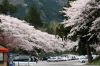 弥彦神社東側駐車場のサクラ