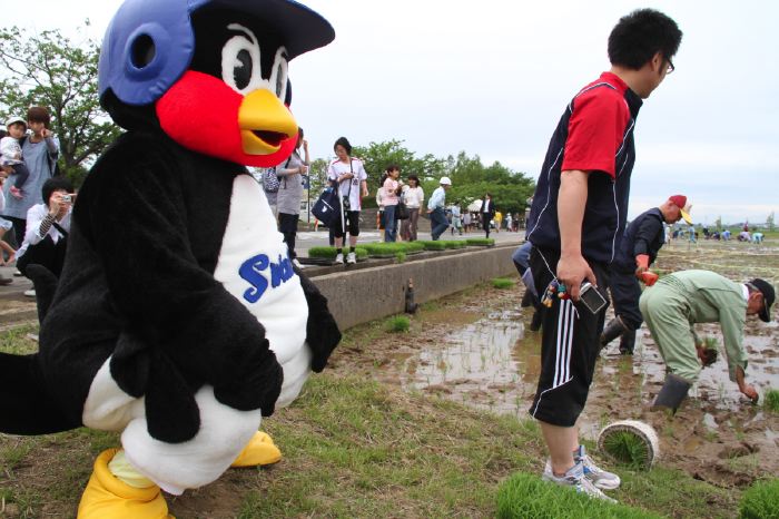 田んぼアートの田植え