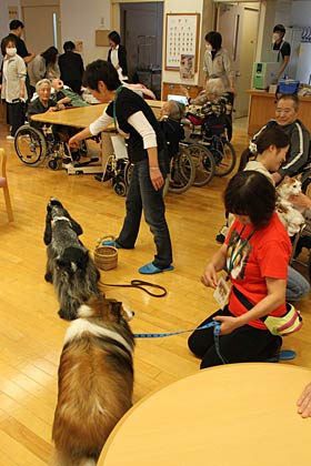 坂田動物病院が燕市 白ふじの里 でアニマルセラピーのcapp活動で訪問し 入居者にイヌやネコとのふれあいを提供 12 11 1