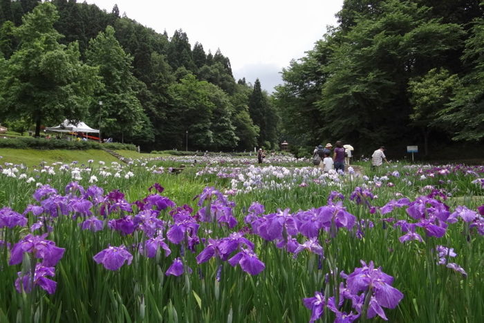 ハナショウブ園