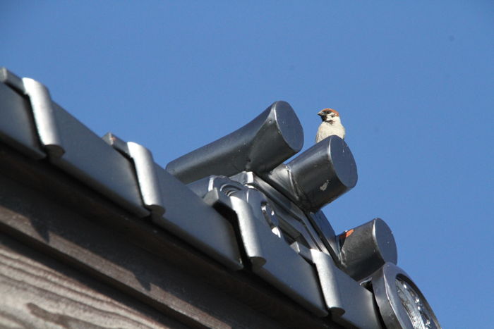 旧月潟駅舎の屋根のてっぺんにスズメ