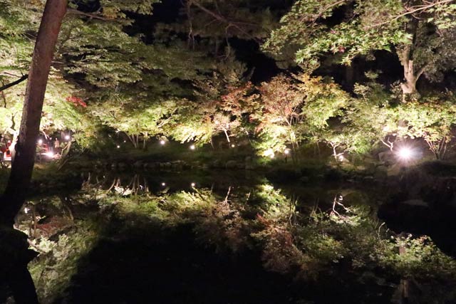 弥彦公水面に映るライトアップされた木々園もみじ谷のライトアップの点灯式