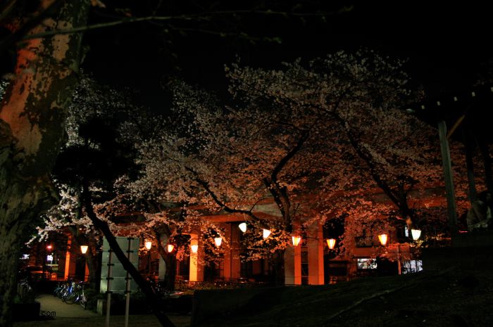 三条市・八幡公園の夜桜