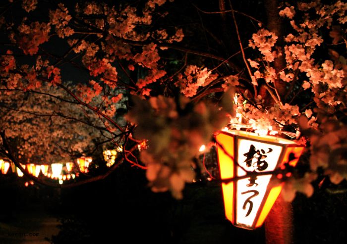 三条市・八幡公園の夜桜