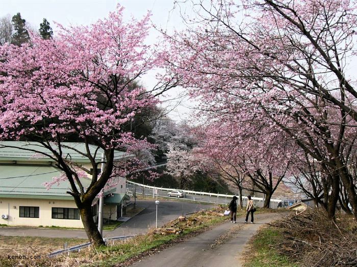 三条市・道心坂林道のオオヤマザクラ