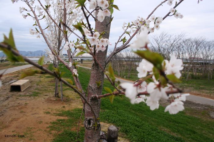 燕市大曲河川公園