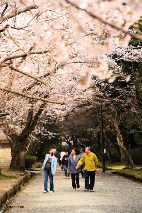 弥彦・テニスコート裏の桜並木