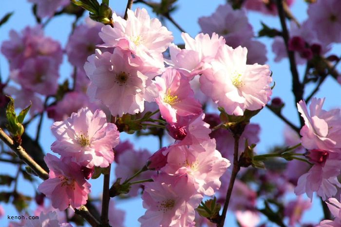 加茂・下条川ダムの八重桜