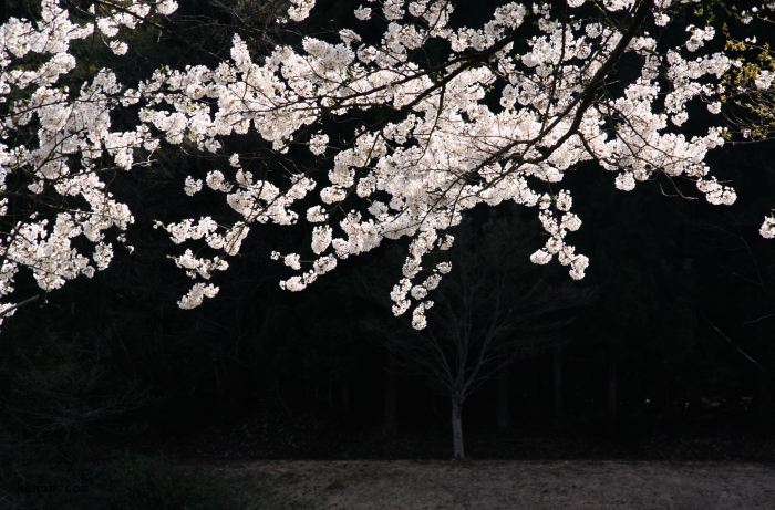 加茂・粟ケ岳県民休養地