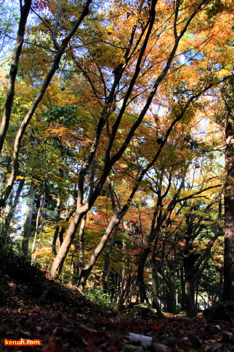 弥彦公園の紅葉