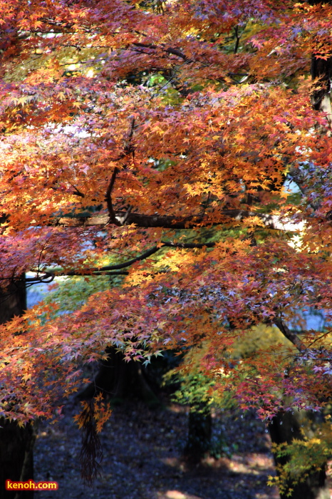 弥彦公園の紅葉