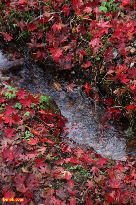 紅葉のせせらぎ