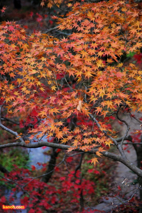 観月橋から見下ろす紅葉のカラーバリエーション