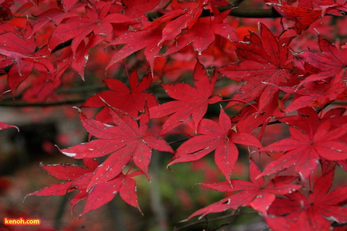 終わりかけている紅葉