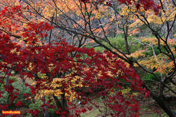 紅葉の赤、黄に常緑のコントラスト