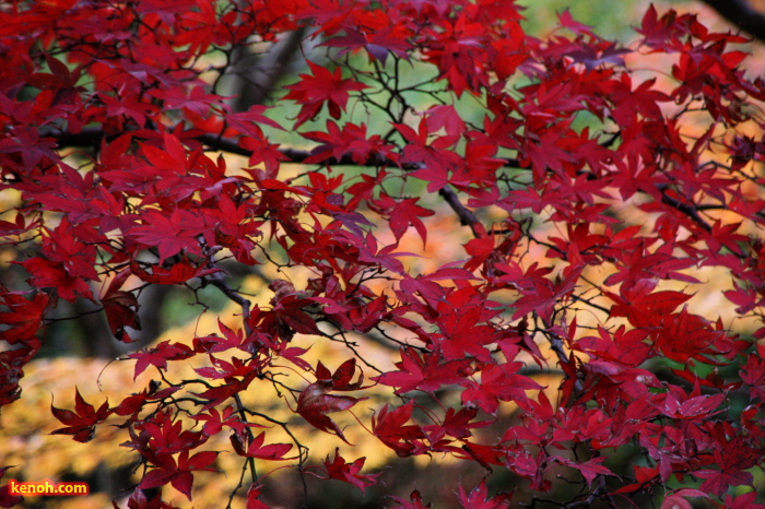 紅葉の赤、黄に常緑のコントラスト